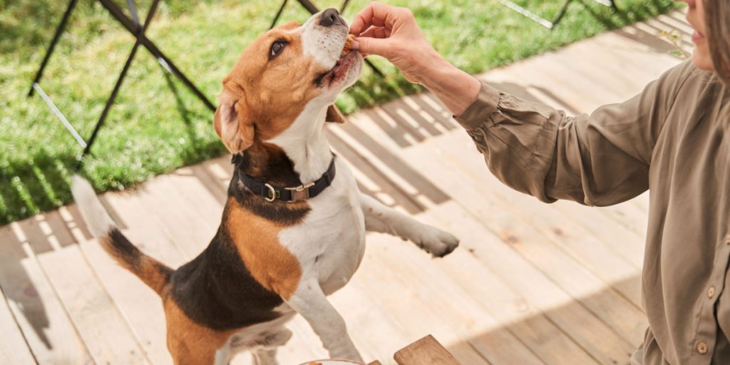 Dyrlæge vil have dig til at overveje disse 3 ting, inden du fodrer din hund