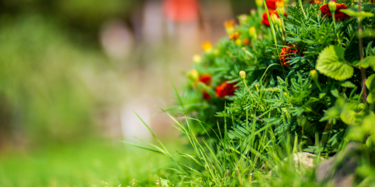 Sådan slipper du af med græs i blomsterbeddet