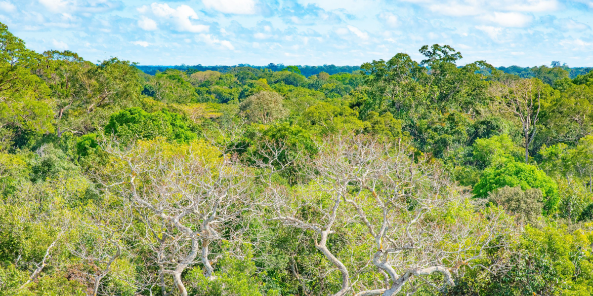 Giftige ‘evighedskemikalier’ fundet i Amazonas – truer regnskovens liv