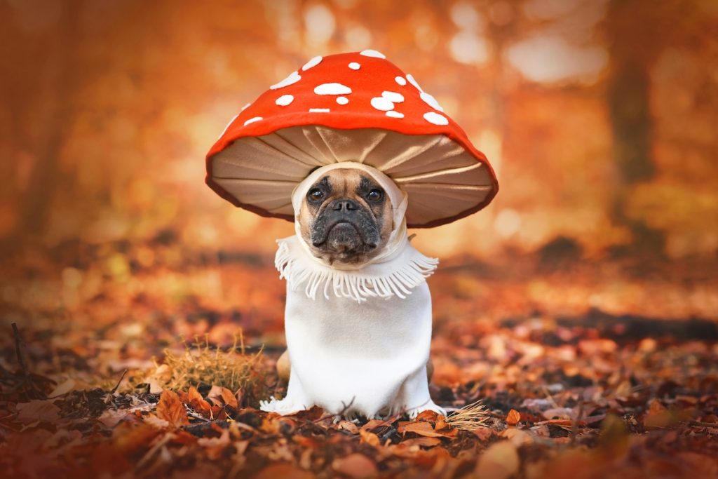 Dyrlæge advarer: Udsæt ikke din hund for disse potentielle farer!