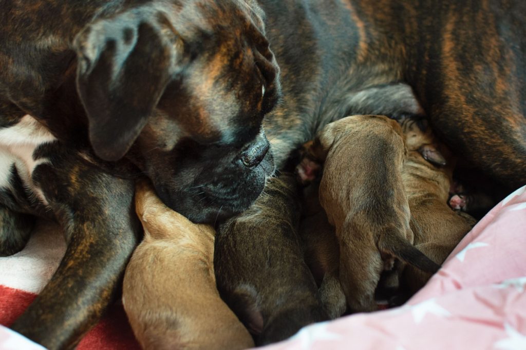 “Min hund har gjort vens hund gravid, men jeg nægter at betale dyrlægeregninger”