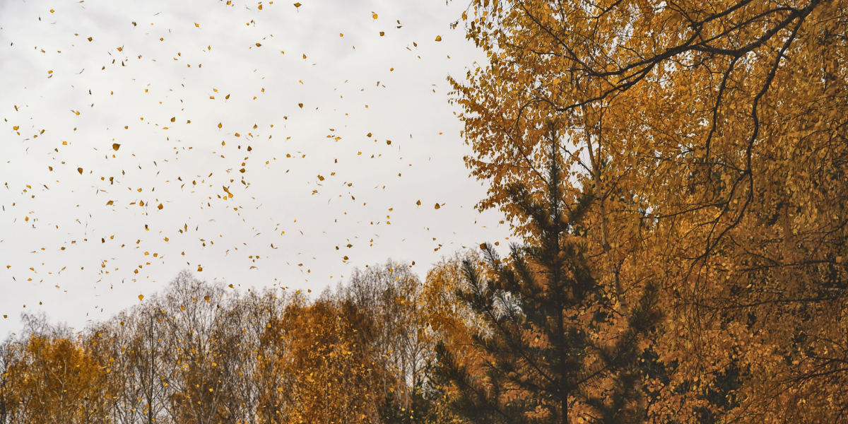 Klar til weekend? Sådan bliver vejret