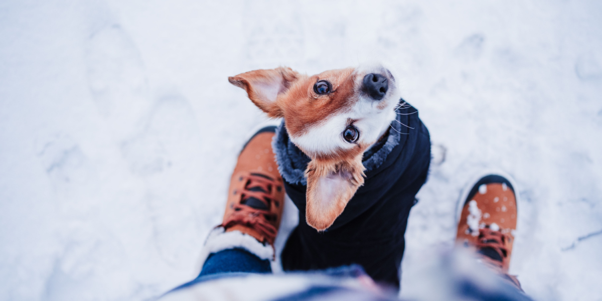 Ekspert svarer: Ved denne temperatur bliver det for koldt at gå tur med hunden