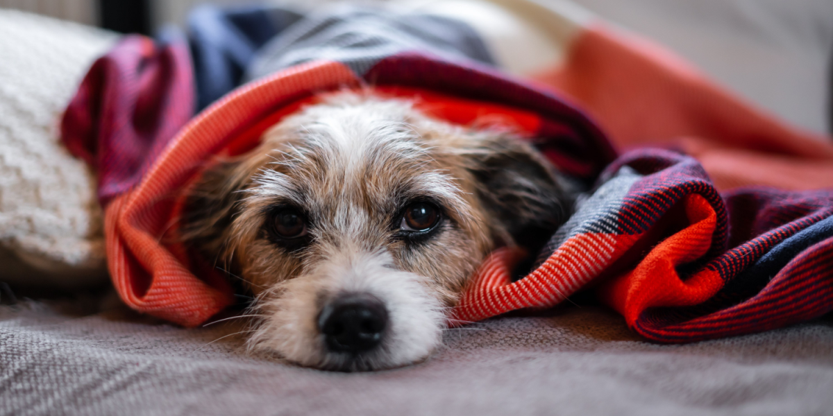6 tegn på, at din hund er stresset eller trist