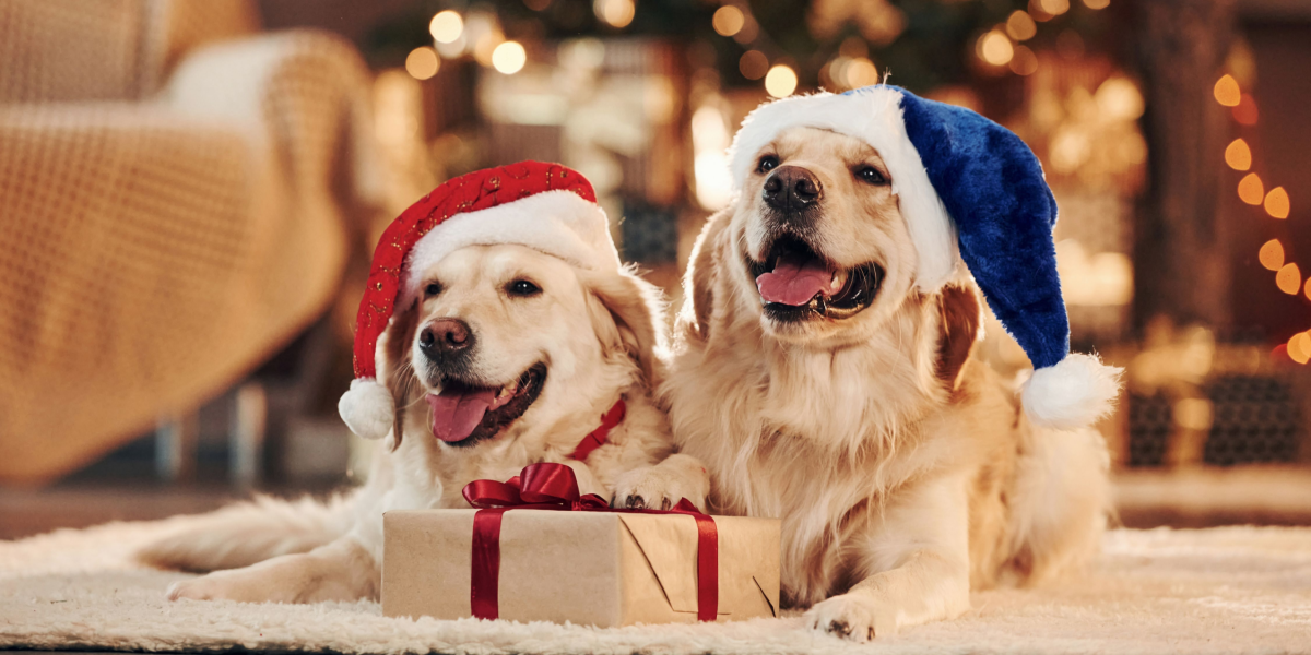 Giftige julegodter: Julen kan være farlig for din hund