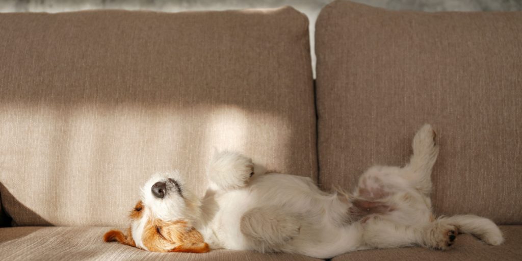 Mand i latteranfald over hundesitters note: Derfor spiste hunden ikke sin aftensmad