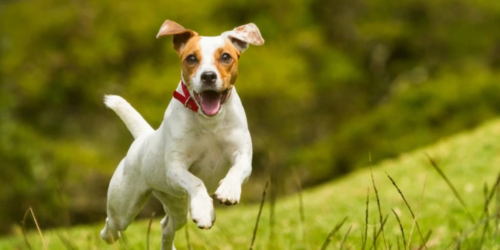 Det betyder det, når din hund logrer med halen: De fleste tager fejl