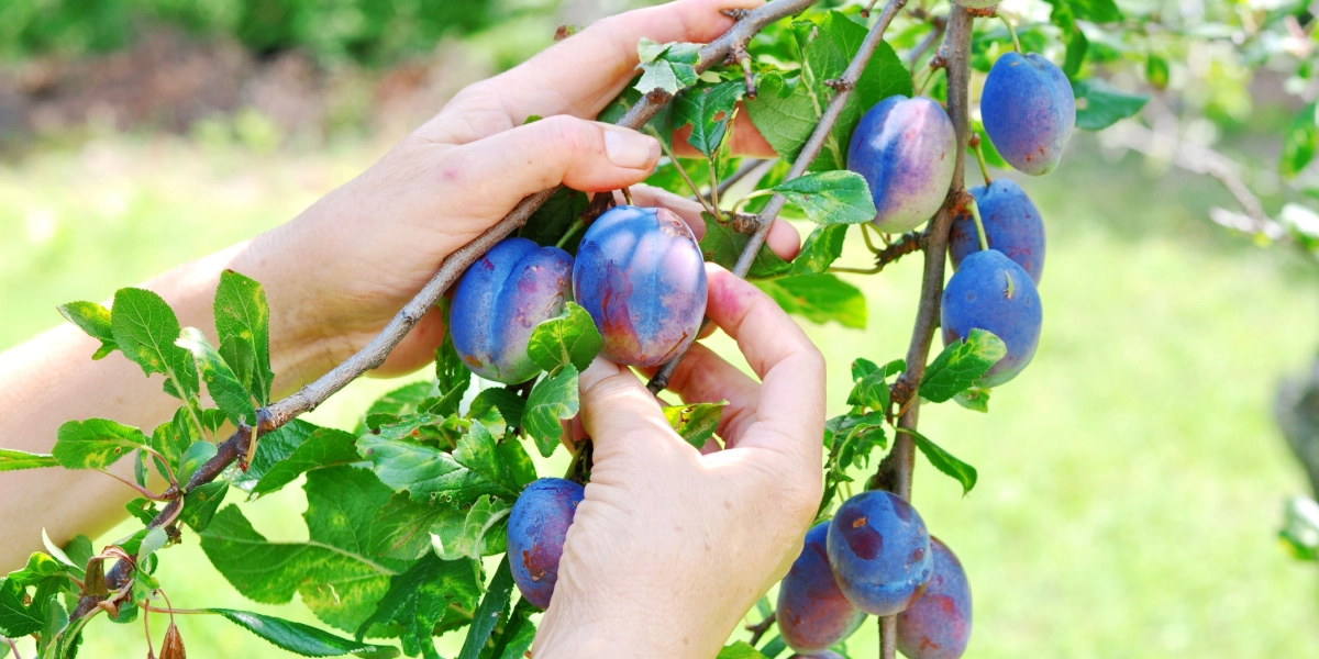 Sådan gror du et blommetræ, selv hvis du ikke har grønne fingre