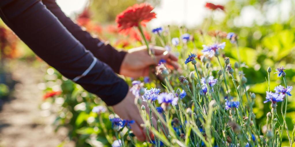 Gør naturen en tjeneste: Pluk disse 3 blomster, når du er ude at gå