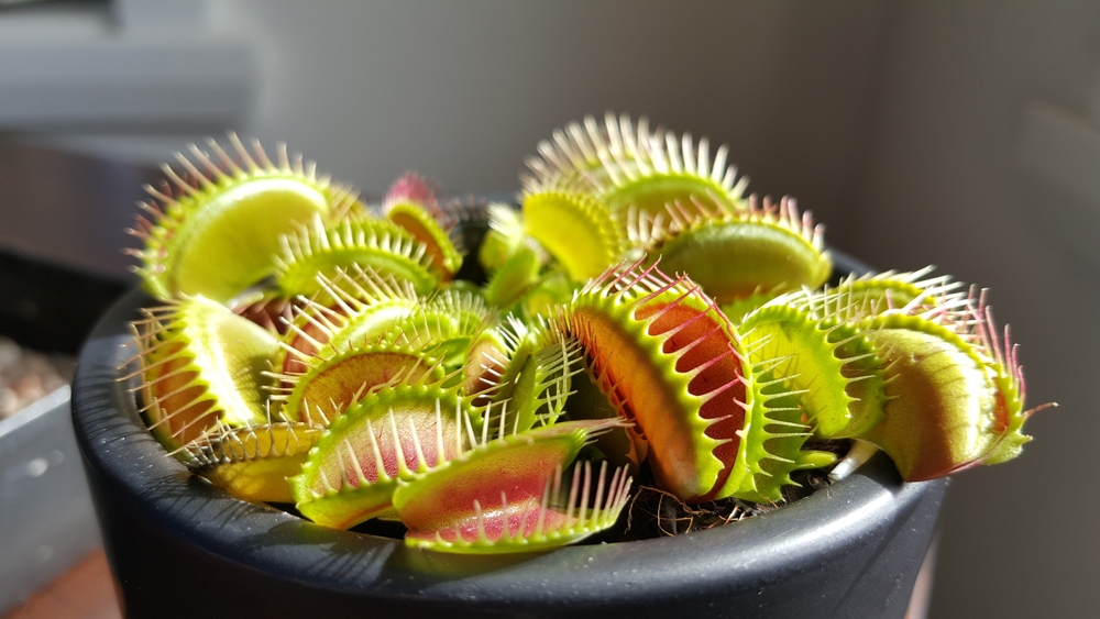 Kvinde var træt af vegansk bofælle: Var hendes hævn i orden?
