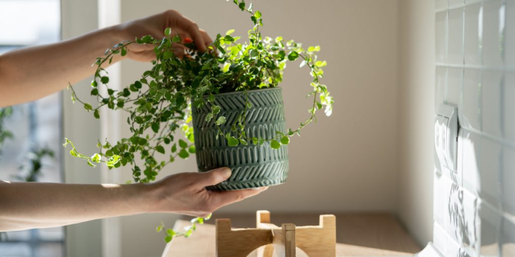 Holder skimmelsvamp væk: 5 stueplanter, der elsker fugt