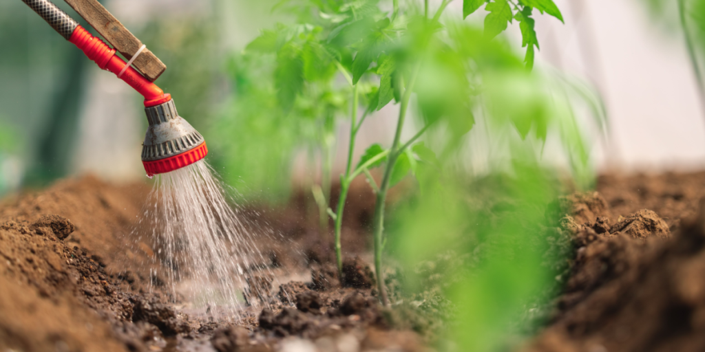 Lavendel og 7 andre planter, der nemt overlever tørke