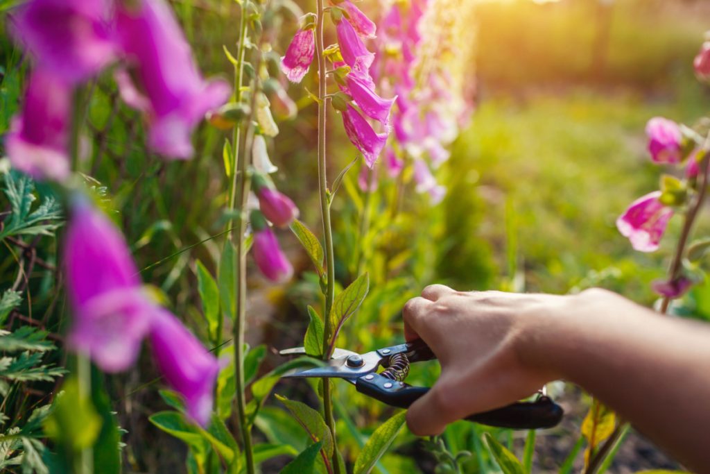 “Naboen skar alle mine blomster ned og hævdede, at de gjorde mig til en dårlig forælder”