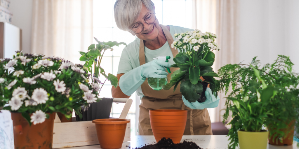 Sådan holder du dine stueplanter glade og sunde