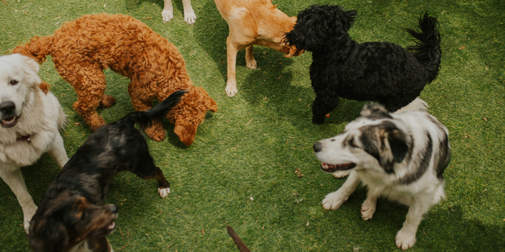 Overvejer du at få hund? Sådan finder du den perfekte til dig
