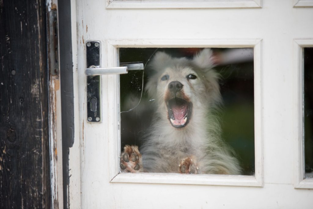 “Min nabo har ti hunde. Sådan håndterede jeg det”