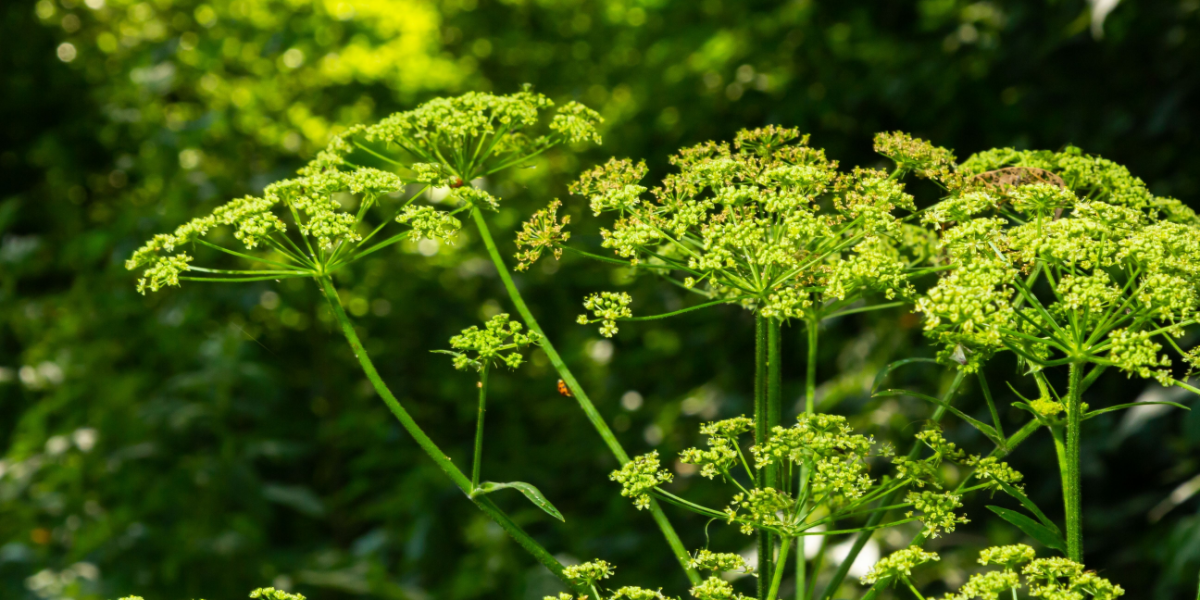 Den er giftig: Ekspert advarer mod at plukke smuk plante, der blomster netop nu