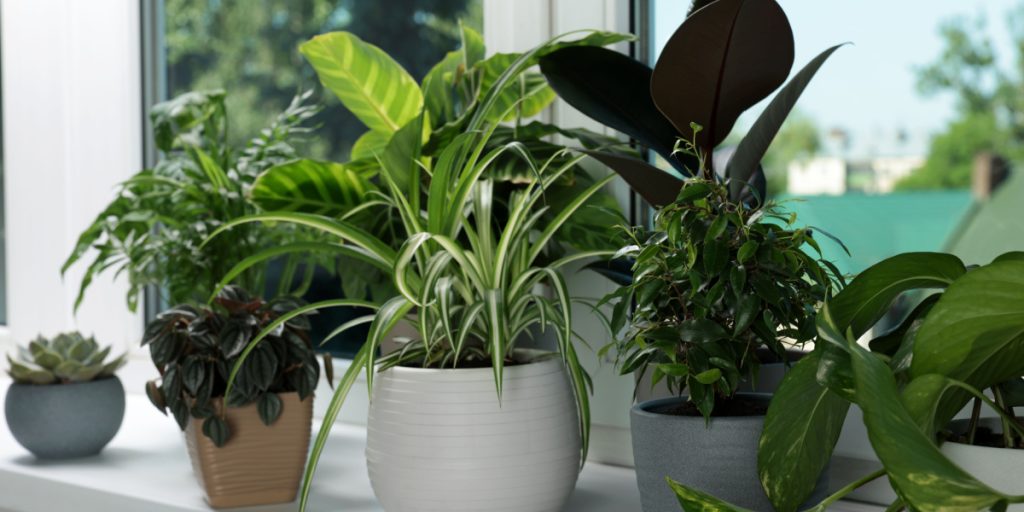Overset ugentlig opgave kan forhindre dine stueplanter i at trives, advarer ekspert