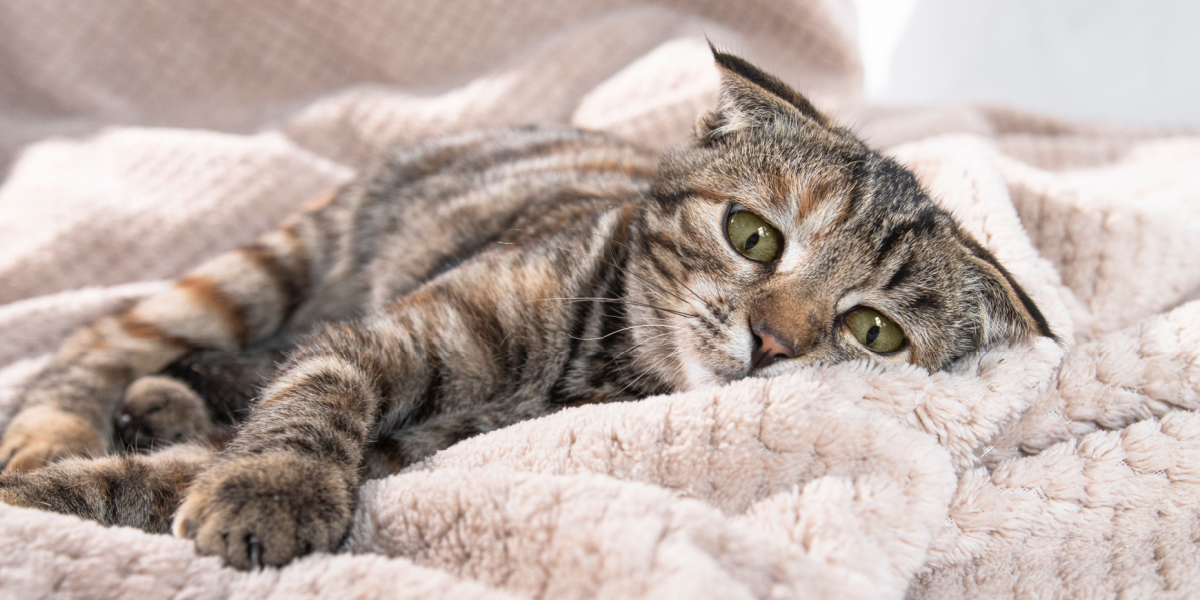 Vi tager fejl omkring katte – og det koster mange af dem livet om vinteren