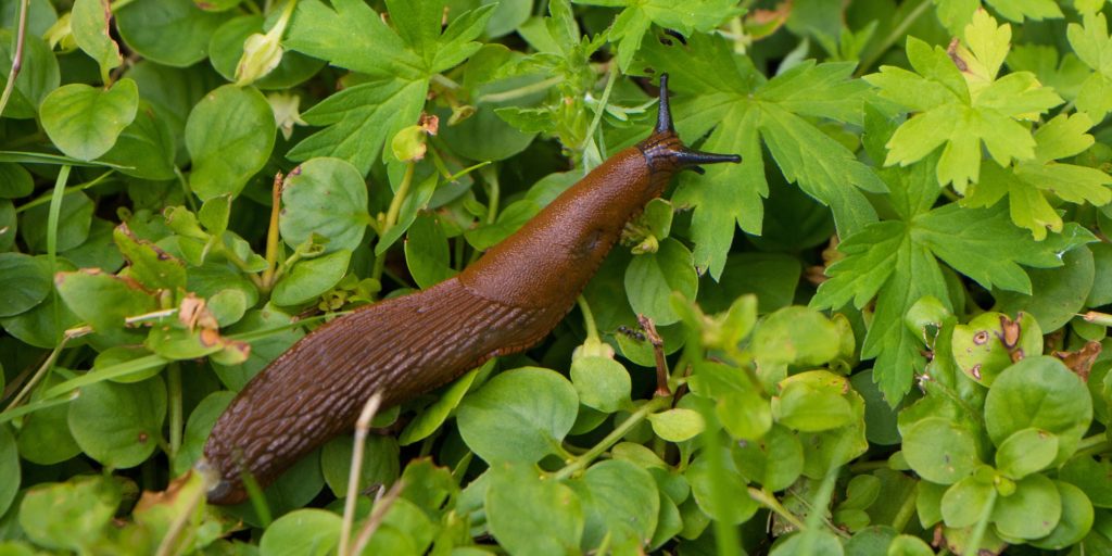 Invaderet af dræbersnegle? 5 gode råd til at komme dem til livs
