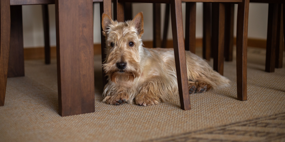 Derfor søger din hund under bordet