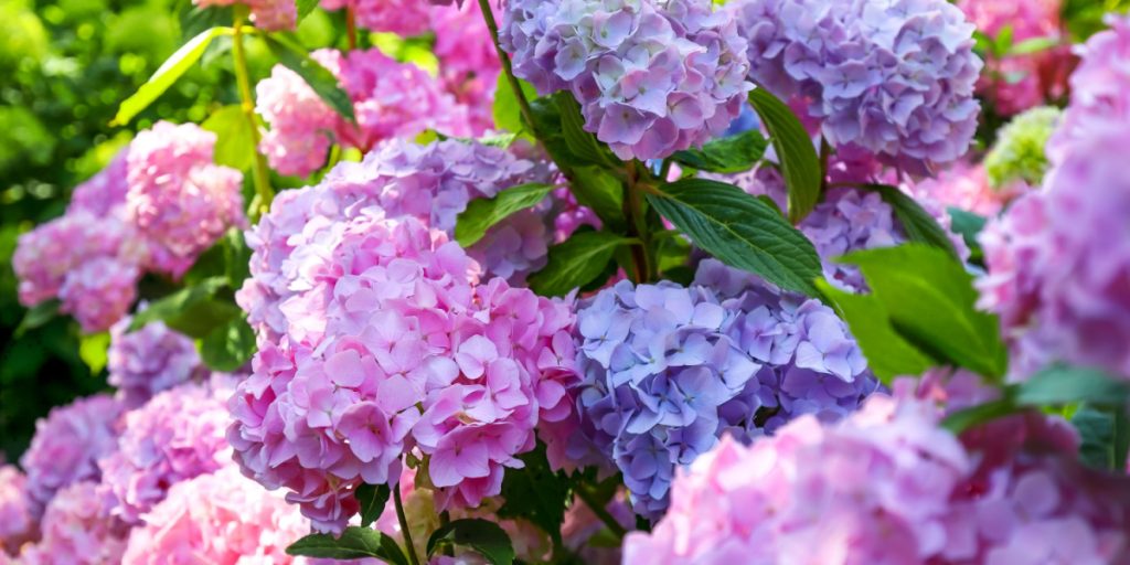 Haveekspert: Behandl hortensia med almindelig husholdningsting og hold dem frisk i ugevis