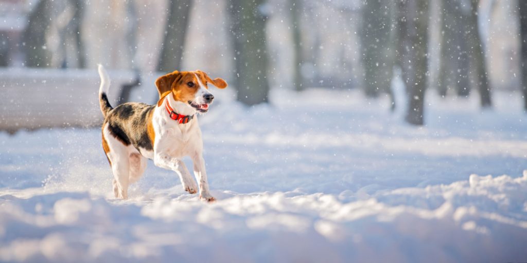 Hvornår bliver vejret for koldt til at gå tur med din hund om vinteren?