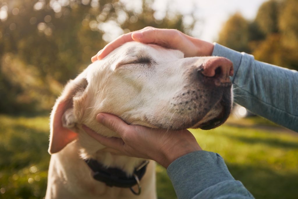 Kærlighed og kontrol – derfor er hunde så loyale