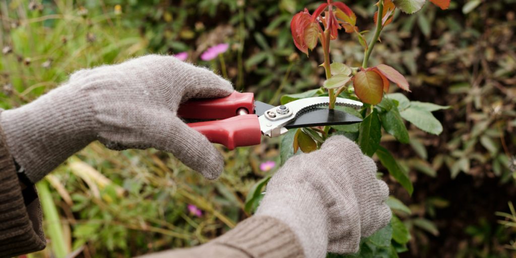 Gartner deler rosebeskæringstip: Sådan får du sunde blomster i november