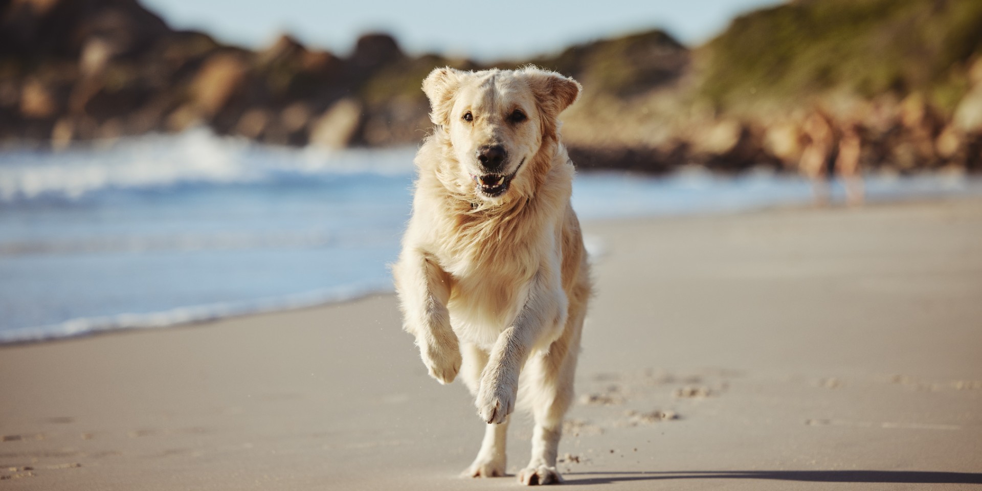 Snart må Fido slippes løs på stranden: Men du skal have styr på dette først