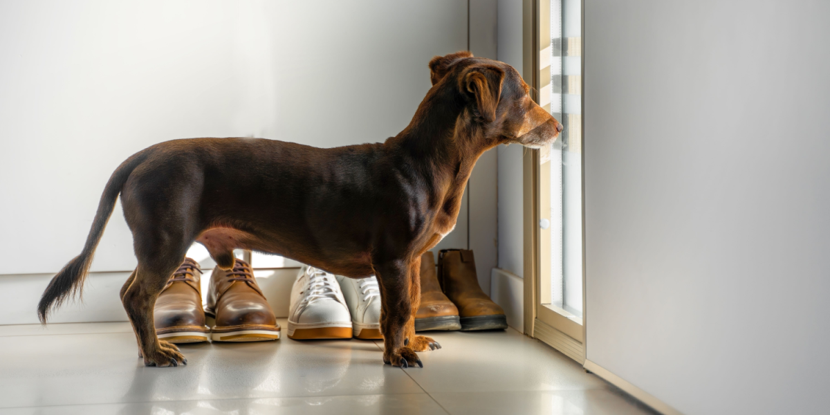 Så mange hunde efterlades hjemme, når der skal arbejdes ifølge undersøgelse