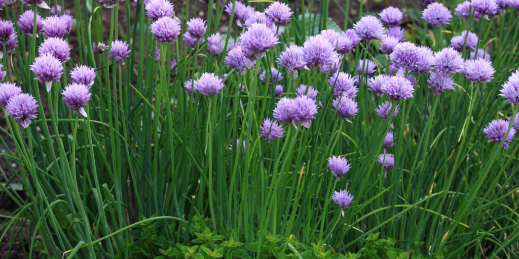 Her er svaret på, om du kan spise purløg, der er begyndt at blomstre