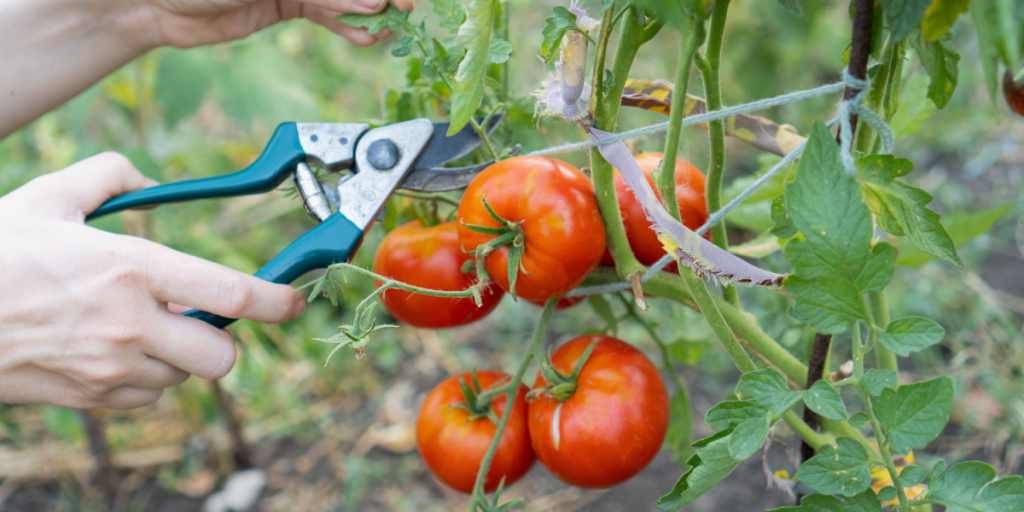 De er guld værd i haven: Derfor skal du gemme tomatbladene efter beskæring