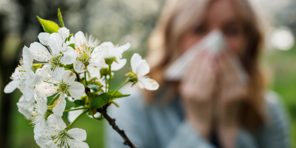 Advarsel til pollenallergikere: Disse 5 europæiske destinationer er hårdt ramt af pollen