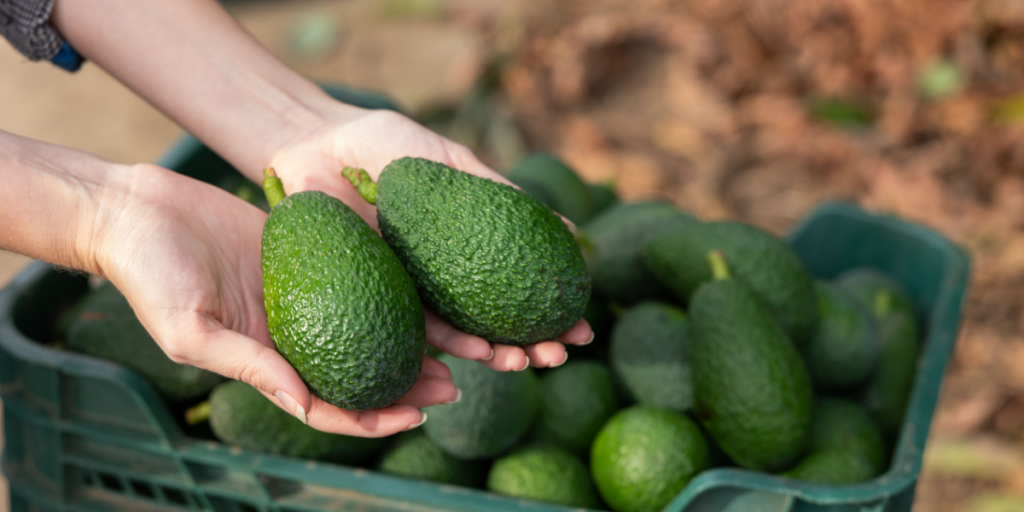 Sådan modner du avocadoer – smart tip til at gøre dem spiseklar