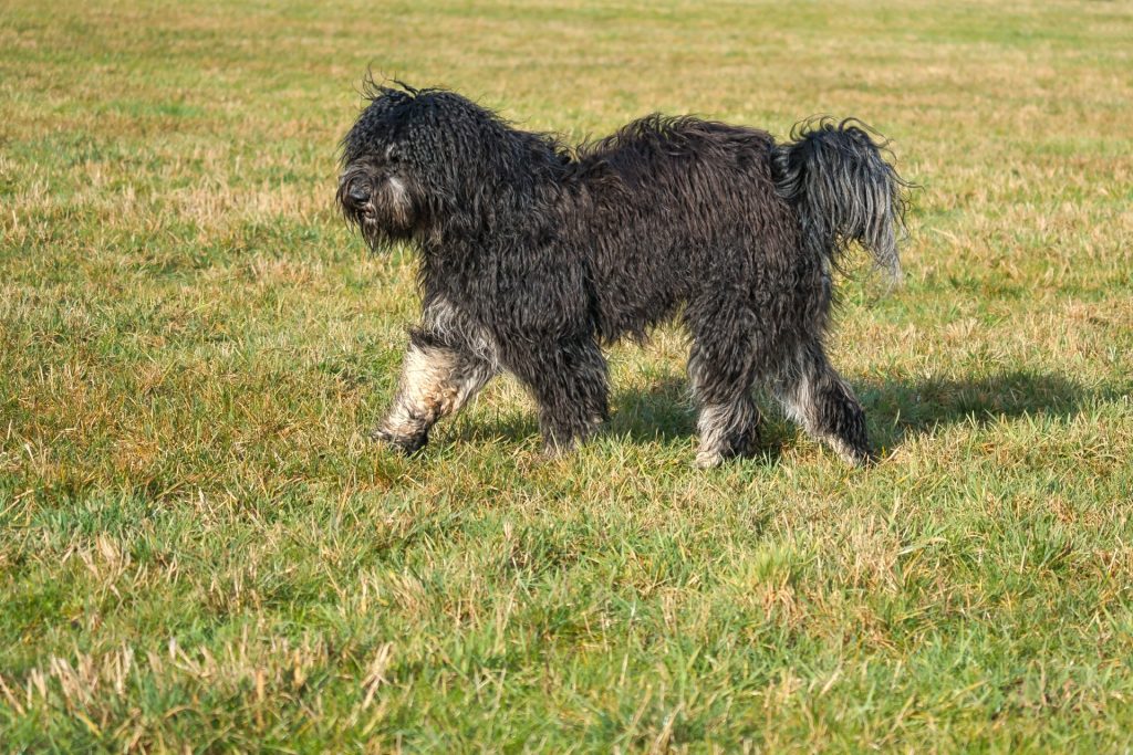 Mand tror naboens hund laver ravage i haven: Får kæmpe chok da han står ansigt til ansigt med bjørn