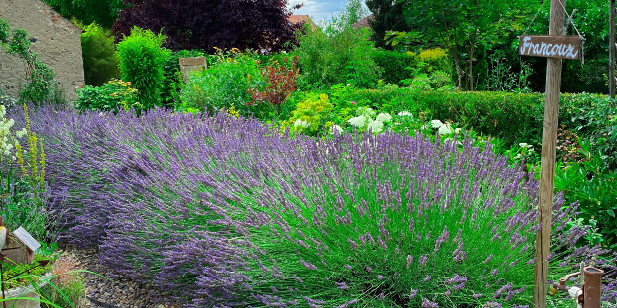 Få succes med dine lavendler: De vil ikke blomstre nær disse 3 planter