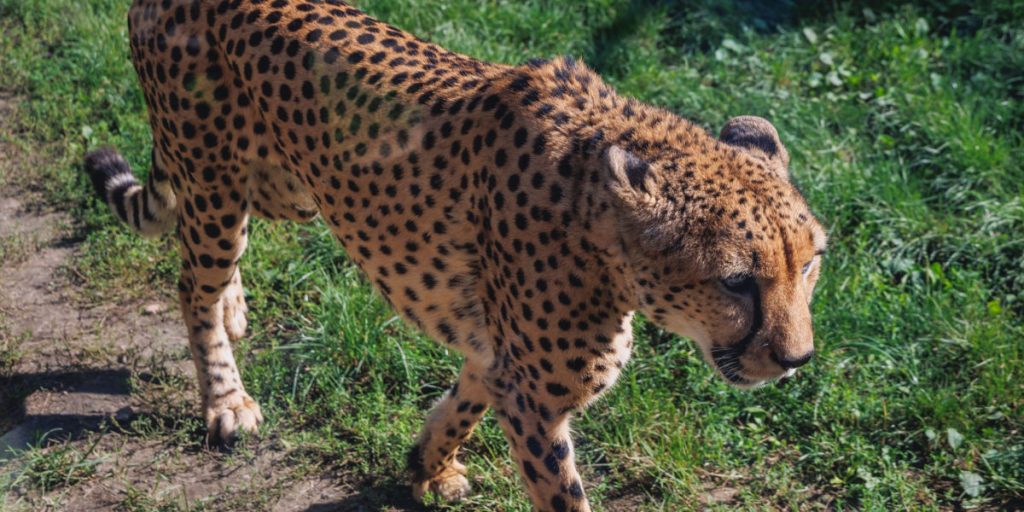 Cyklist angrebet af puma: De vilde kattedyr lever blandt os