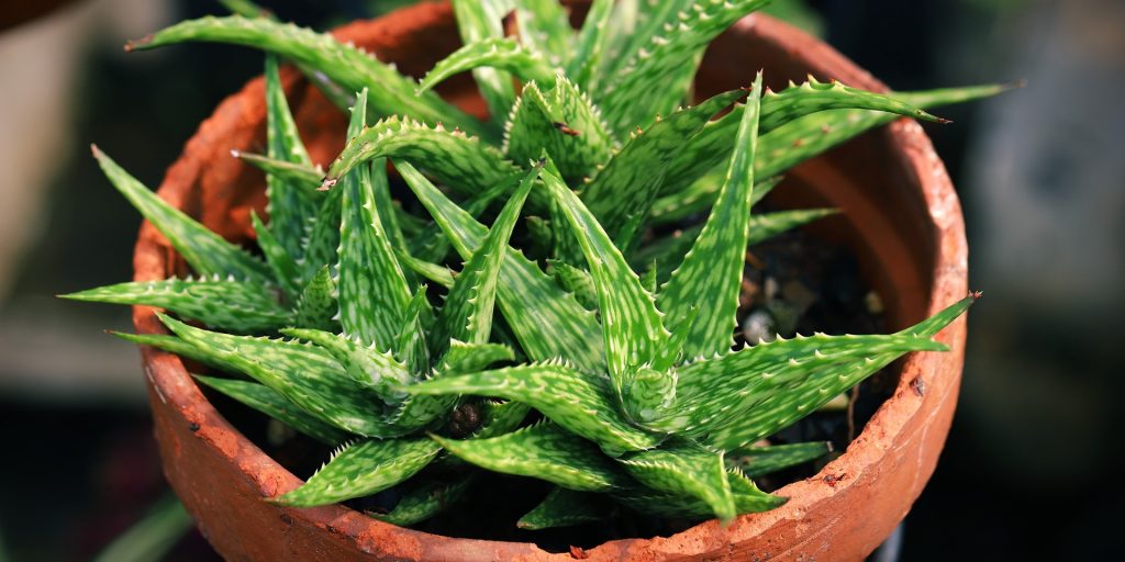 7 tips til at give din aloe vera-plante de bedste betingelser