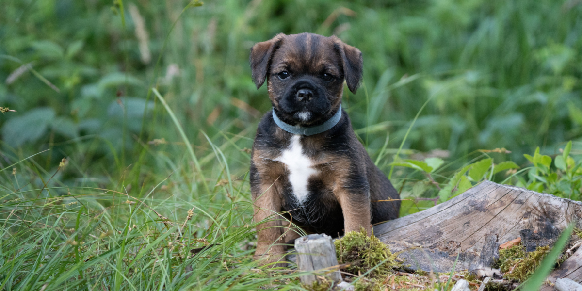 Skal du have hund? 7 gode familiehunde til mindre hjem