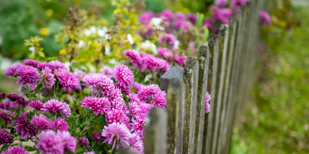 5 smukke blomster til et farverigt efterår i haven