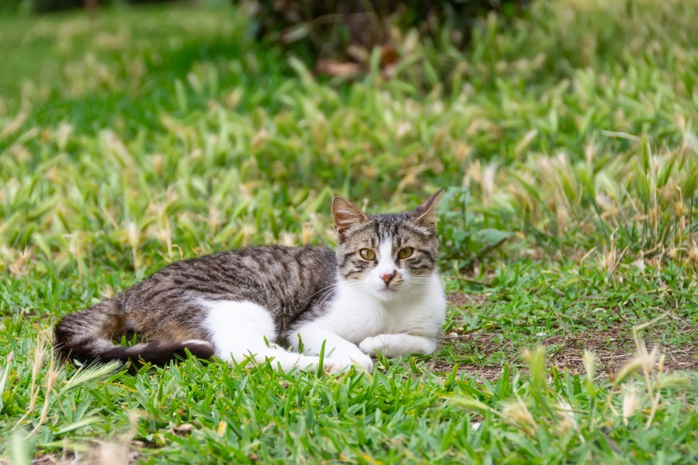 Kvinde skal endelig genforenes med kat efter 11 år: Så tager sagen en uventet drejning