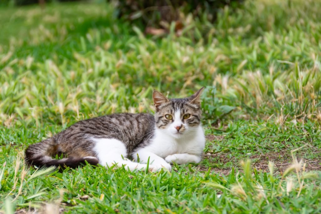 Frustreret kvinde nået bristepunkt: Katte bliver ved med at bruge hendes have som kattebakke