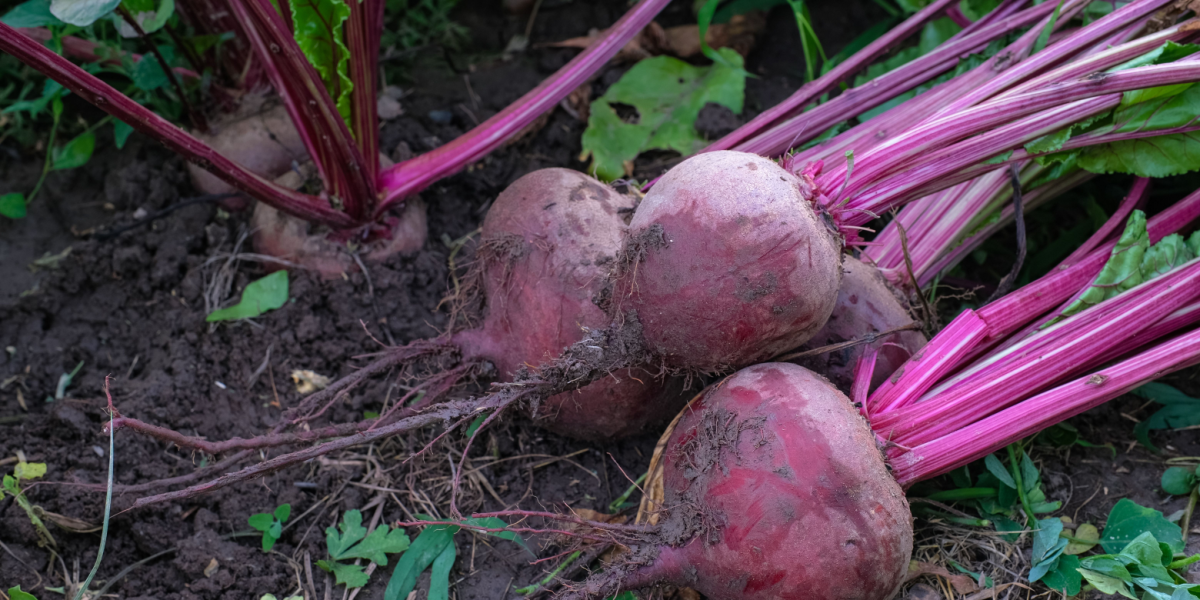 Denne ‘superfood’ sænker blodtrykket til normalt niveau på fire uger