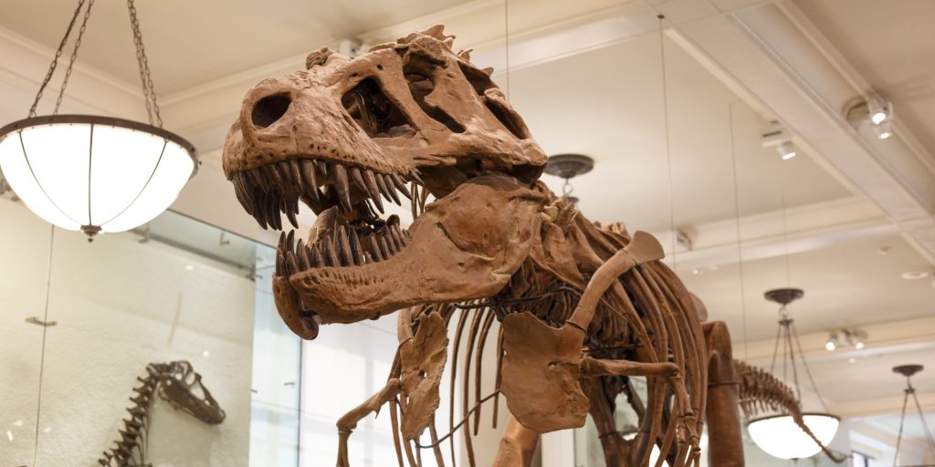 Videnskabsmænd har nu afsløret hvad en 75 millioner år gamle T. Rex’ sidste måltid var