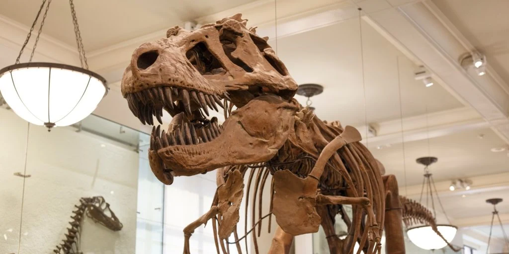 Videnskabsmænd har nu afsløret hvad en 75 millioner år gamle T. Rex’ sidste måltid var