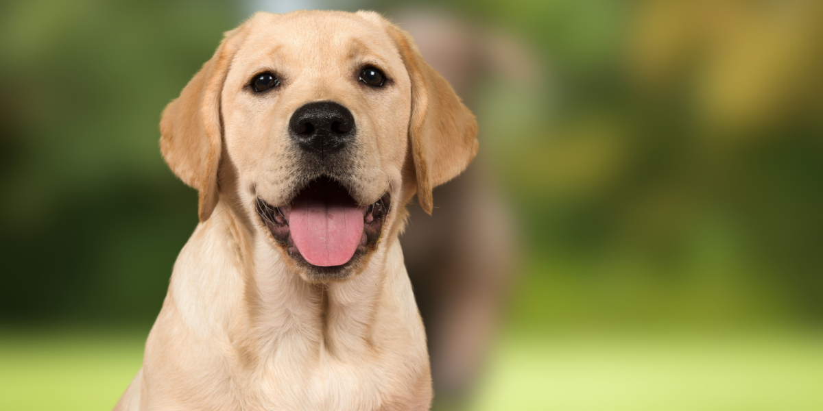 Sådan tolker du din hunds adfærd: 5 adfærdsændringer, du bør kende