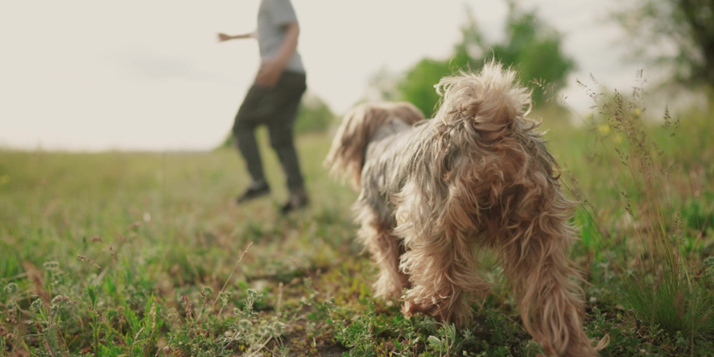Giv Fido en god alderdom: Dette skal du sørge for, når din hund bliver ældre