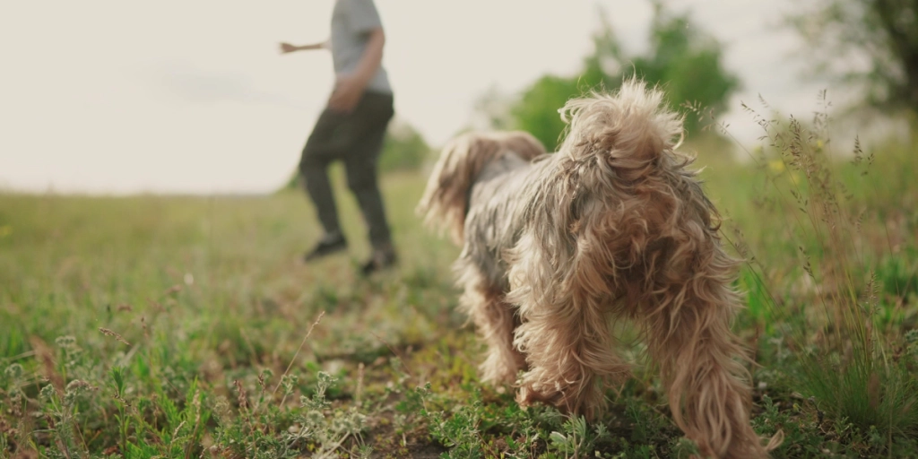Giv Fido en god alderdom: Dette skal du sørge for, når din hund bliver ældre