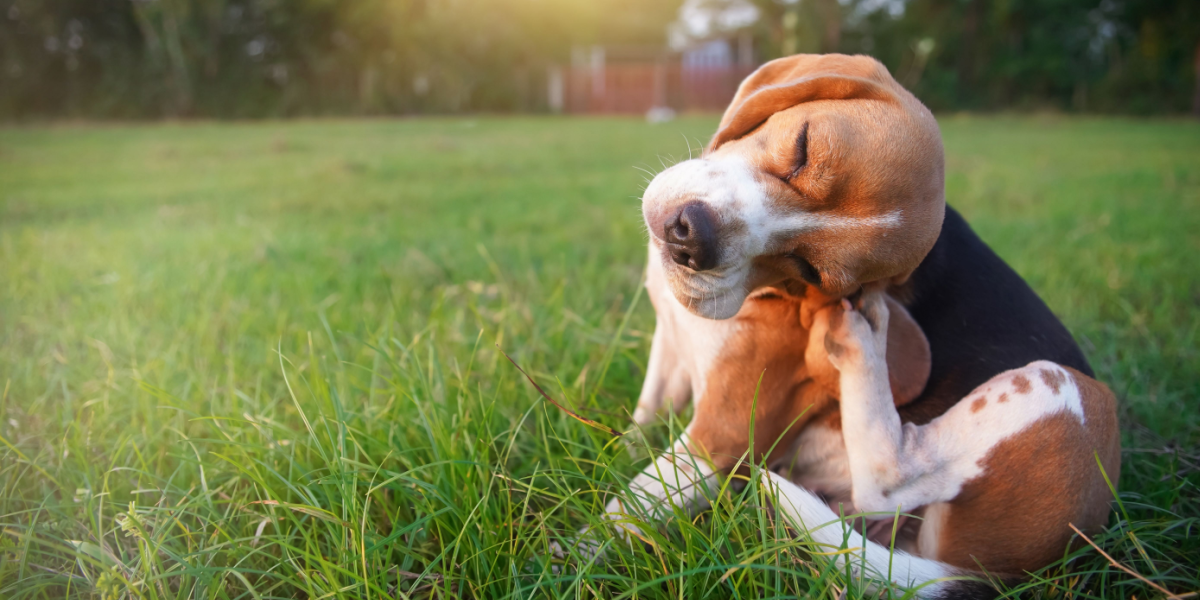 Kan give ulidelig kløe: Beskyt Fido fra denne efterårsplage